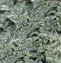 Seminte profesionale  Hypoestes phyllostachya - imagine 49405